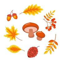 Autumn forest set of elements for design isolated on white background. Autumn leaves, berries, mushrooms and acorns. Vector stock illustration.