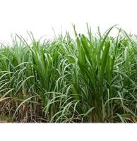 Sugar cane isolated on white background and cliping path photo