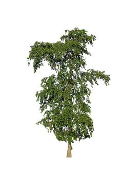 Tree that are isolated on a white background are suitable for both printing and web pages photo