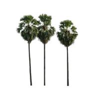 sugar palm that are isolated on a white background are suitable for both printing and web pages photo