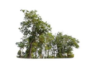 Green Trees isolated on white background. are Forest and foliage in summer for both printing and web pages photo