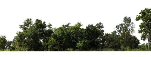 Green Trees isolated on white background.are Forest and foliage in summer for both printing and web pageswith cut path and alpha channel photo