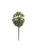 sugar palm that are isolated on a white background are suitable for both printing and web pages photo