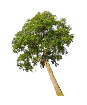 Tree that are isolated on a white background are suitable for both printing and web pages photo