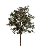 Tree that are isolated on a white background are suitable for both printing and web pages photo