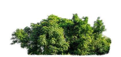 árboles verdes aislados sobre fondo blanco. son bosque y follaje en verano tanto para impresión como para páginas web foto