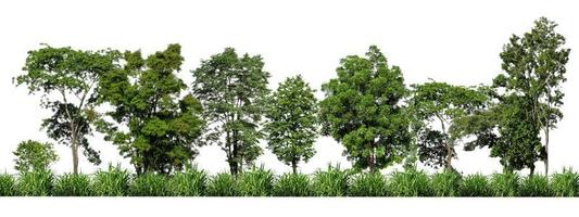 Green trees isolated on white background. forest and leaves in summer rows of trees and bushes photo