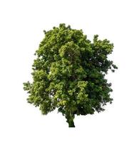 Tree that are isolated on a white background are suitable for both printing and web pages photo