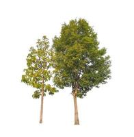 Tree that are isolated on a white background are suitable for both printing and web pages photo