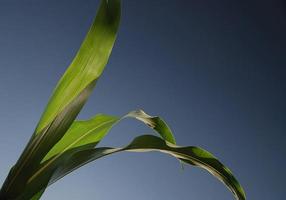 green leaf with blue sky in background photo