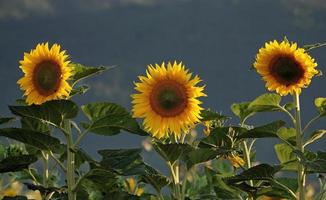 vista del campo de girasol foto