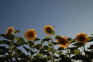 vista del campo de girasol foto