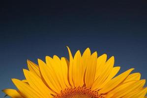 Sunflower field view photo