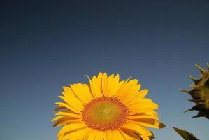 vista del campo de girasol foto