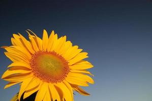 vista del campo de girasol foto