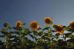 vista del campo de girasol foto