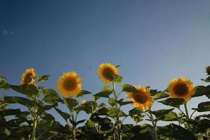 vista del campo de girasol foto