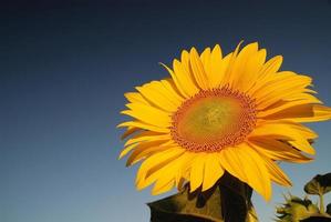 Sunflower field view photo