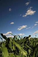 sunny day at field of corn and dramatic sky... photo