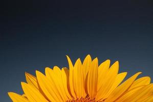 vista del campo de girasol foto