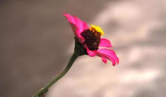 Pink flower plant in bloom on blur background photo