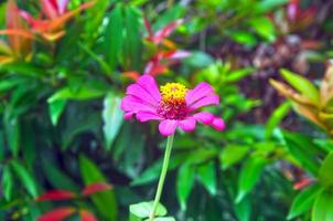 Pink flower plant in bloom on blur background photo