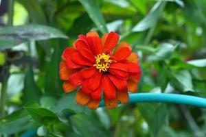 Zinnia flower plant in bloom blurred background photo