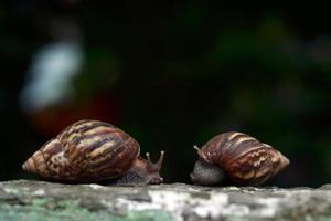 Two snails on the wall photo