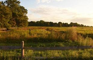 Fenced Field in Early Morning Hours in the Summer photo