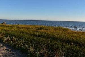 Large amount of area filled with green beach grass photo