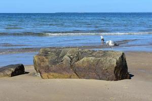 Close up on a seagull standing on a large bolder photo