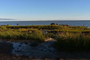 Crowded landscape with rocks and grass on a beach photo