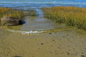 School of fish swimming around on the coast of Cape Cod photo