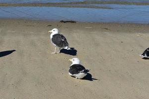 grupo de gaviotas de playa con plumas esponjosas foto