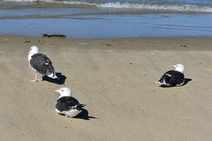 Close up of three seagulls resting on the beach photo