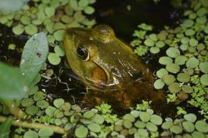 Close Up Look at a Large Bullfrog in a Swamp photo