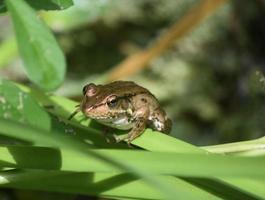 A Look Into the Face of a Brown Frog photo