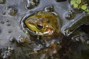 fantástica rana toro en el pantano de la reserva barataria foto