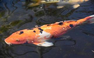 Large Orange and Black Koi Fish Swimming photo