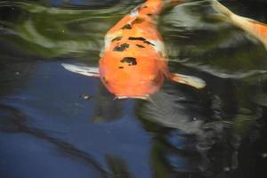 Spotted Orange and Black Koi Fish In Water photo