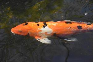 Colorful Spotted Koi Fish Swimming in a Pond photo