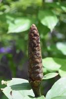 Large Tropical Flower Bud Ready for Petals to Emerge photo