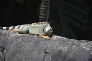 iguana puntiaguda con espinas en la espalda foto