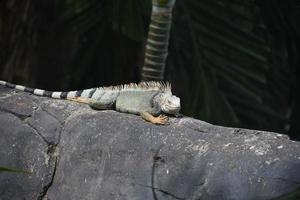 picos en la espalda de una iguana en una roca foto