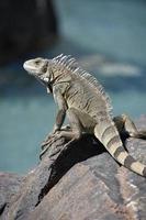 iguana al borde de una gran roca foto