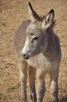 Cute Baby Provence Donkey with Shaggy Fu photo