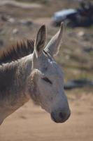 White and Gray Adult Wild Donkey in Aruba photo