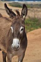 hermoso burro salvaje marrón oscuro y blanco foto