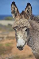 mirando directamente a la cara de un burro muy lindo foto