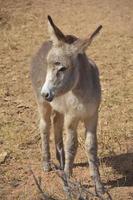 Tiny Gray Wild Baby Donkey in a Desert photo